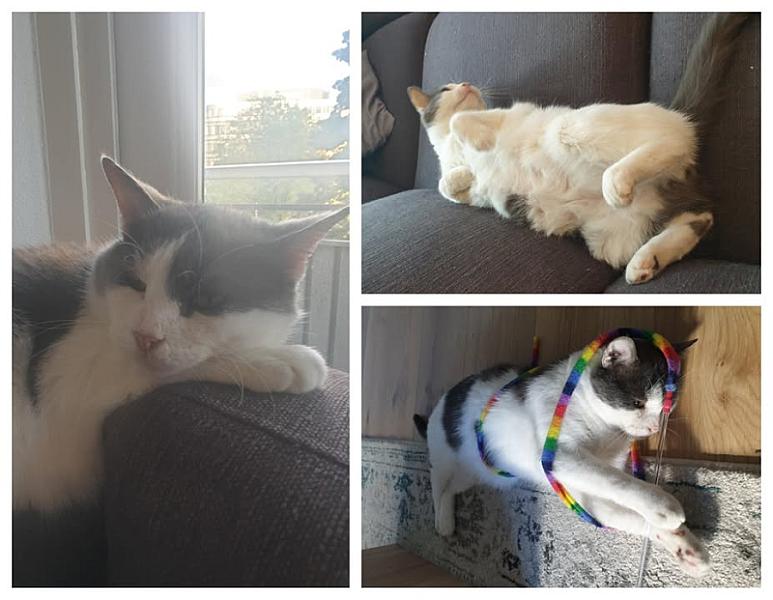Kattenpraat