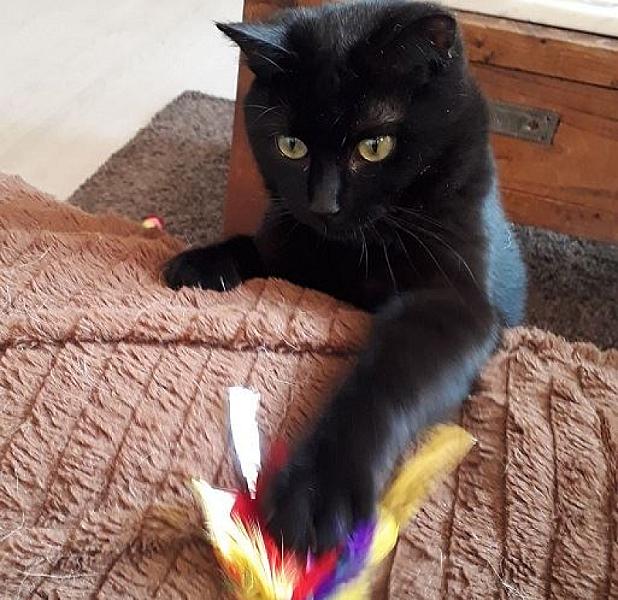 Kattenpraat