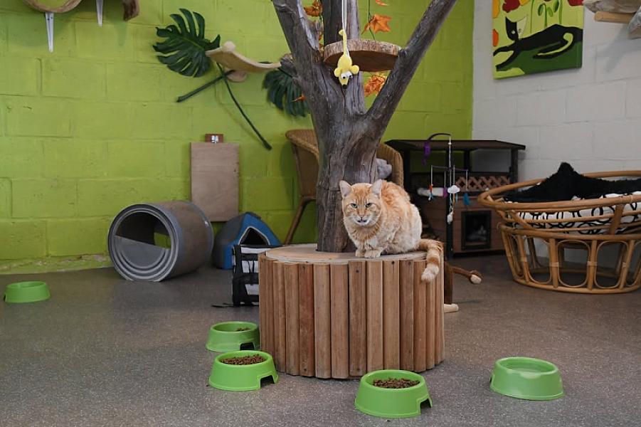 Kattenpraat