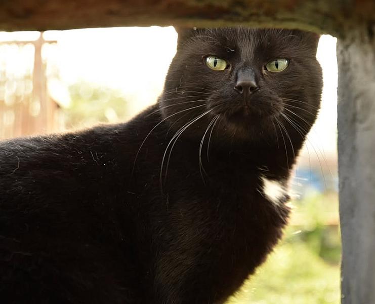 Kattenpraat