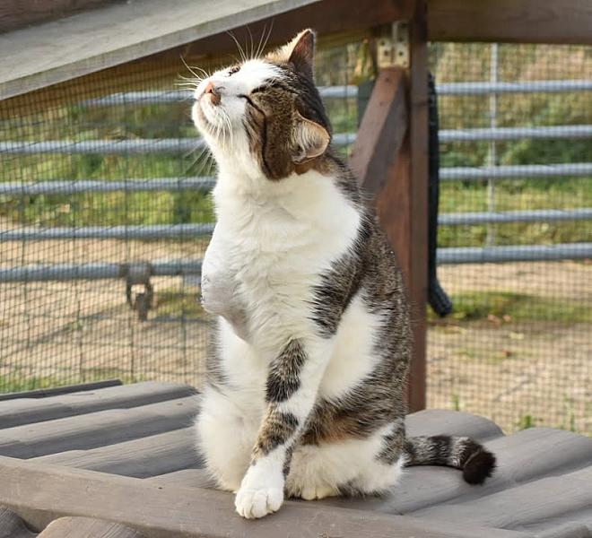 Kattenpraat