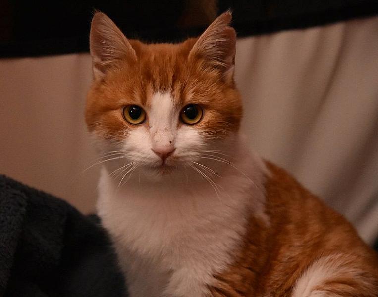Kattenpraat