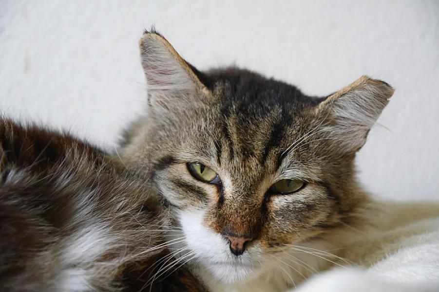 Kattenpraat