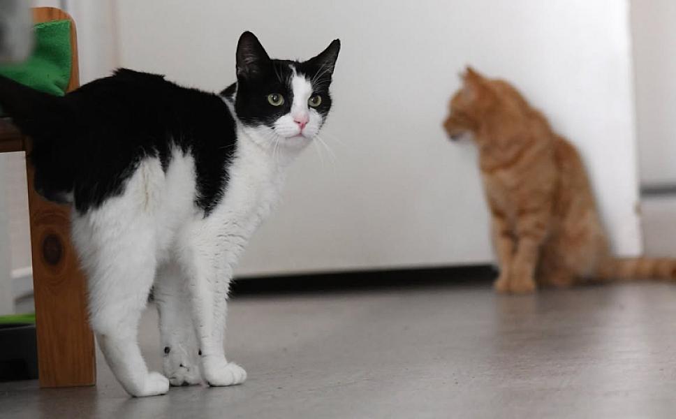 Kattenpraat
