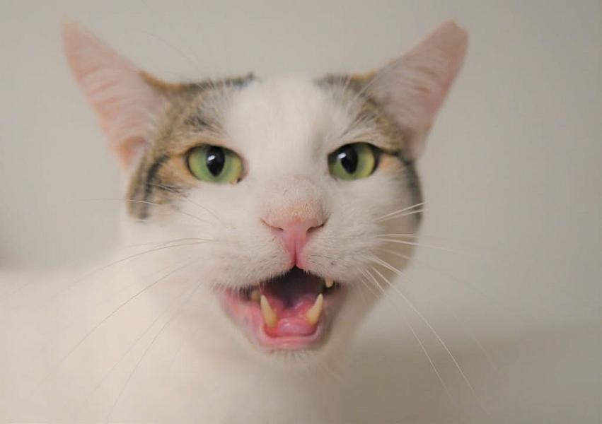 Kattenpraat