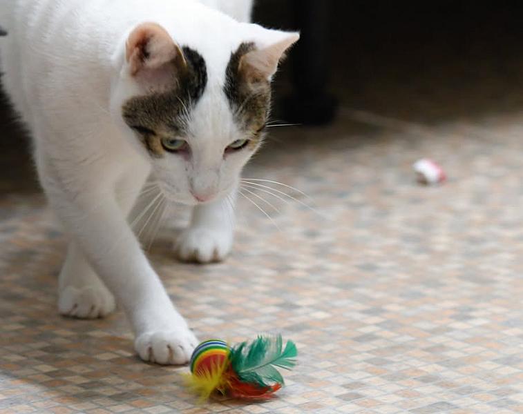 Kattenpraat