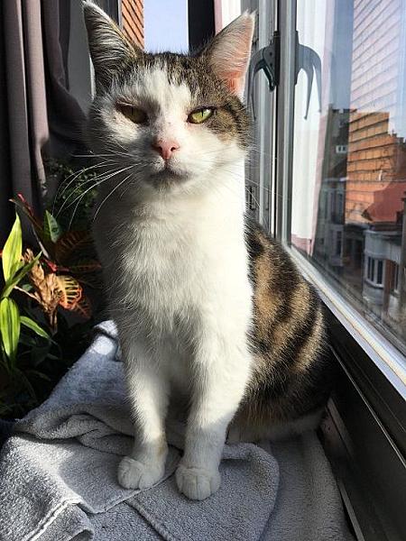 Kattenpraat