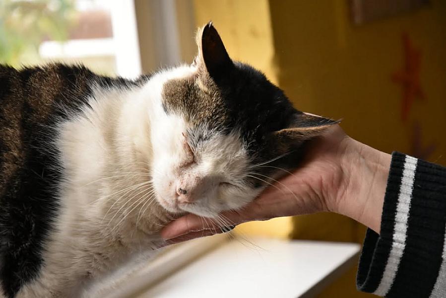 Kattenpraat
