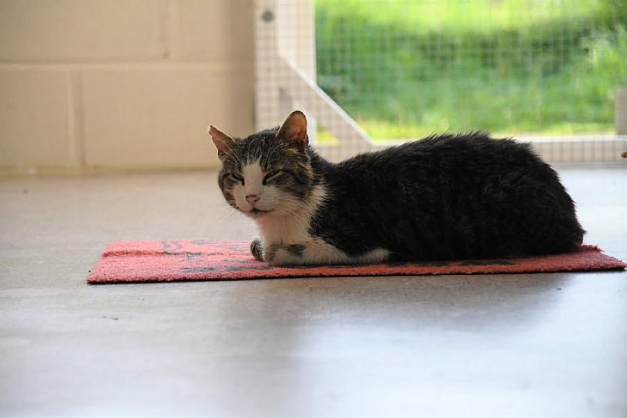 Kattenpraat