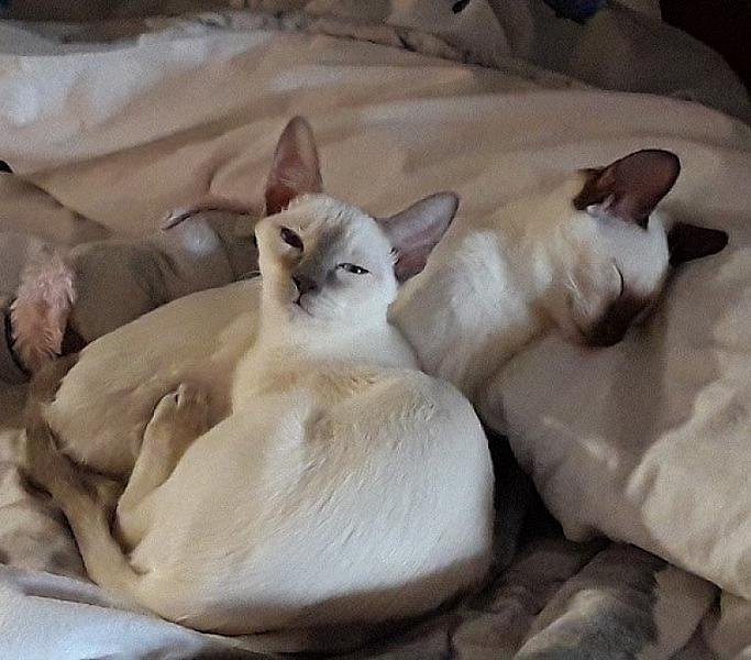 Kattenpraat