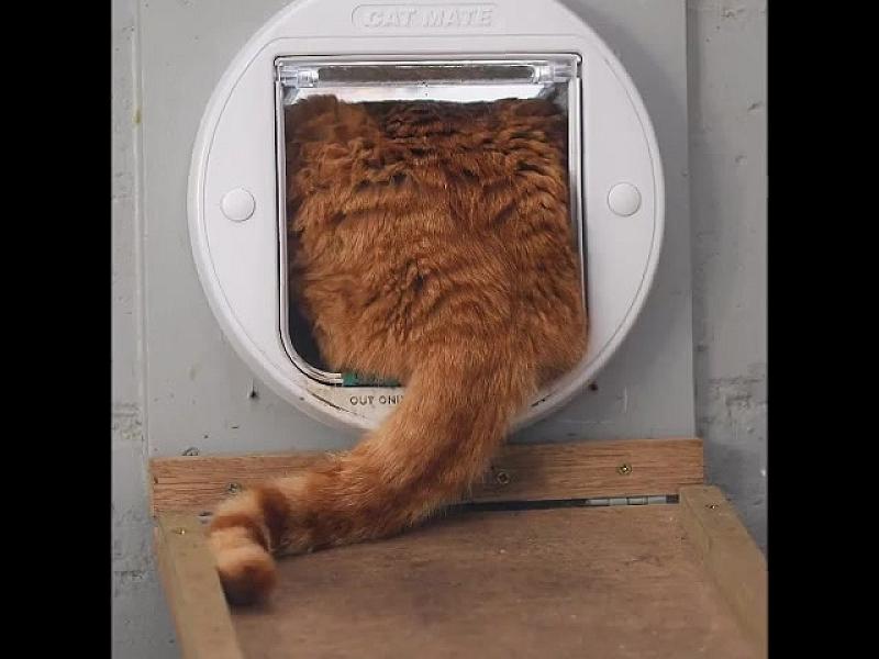 Kattenpraat