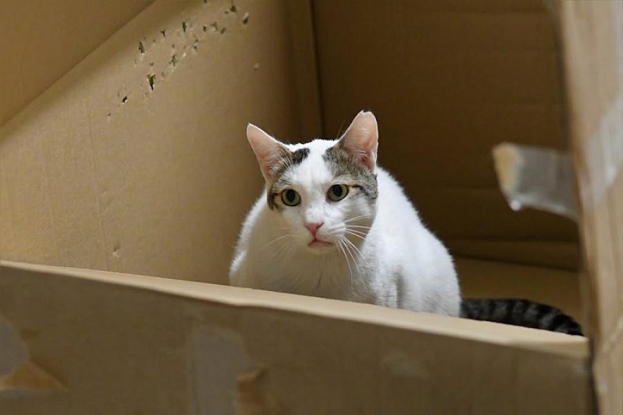 Kattenpraat