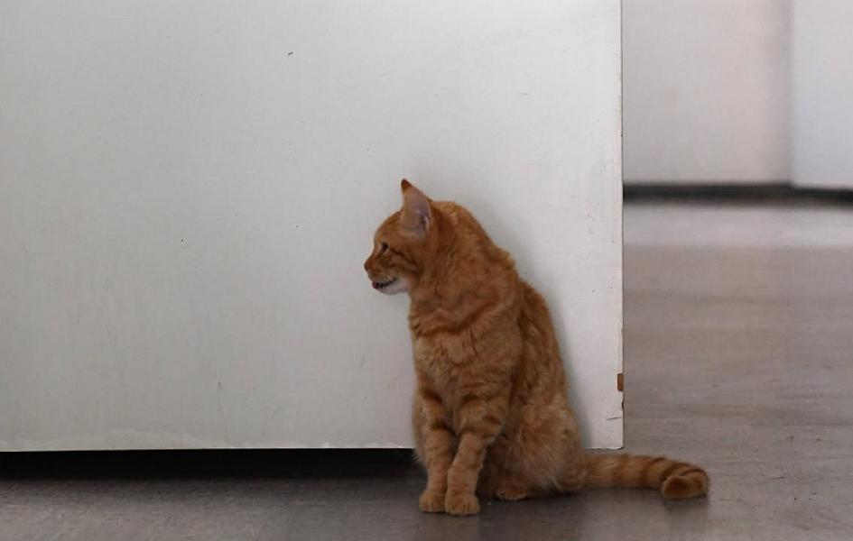 Kattenpraat