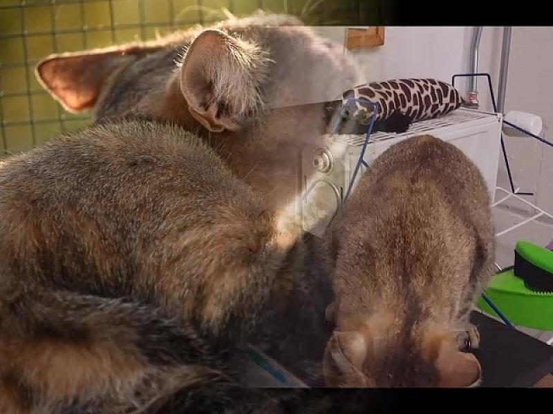 Kattenpraat