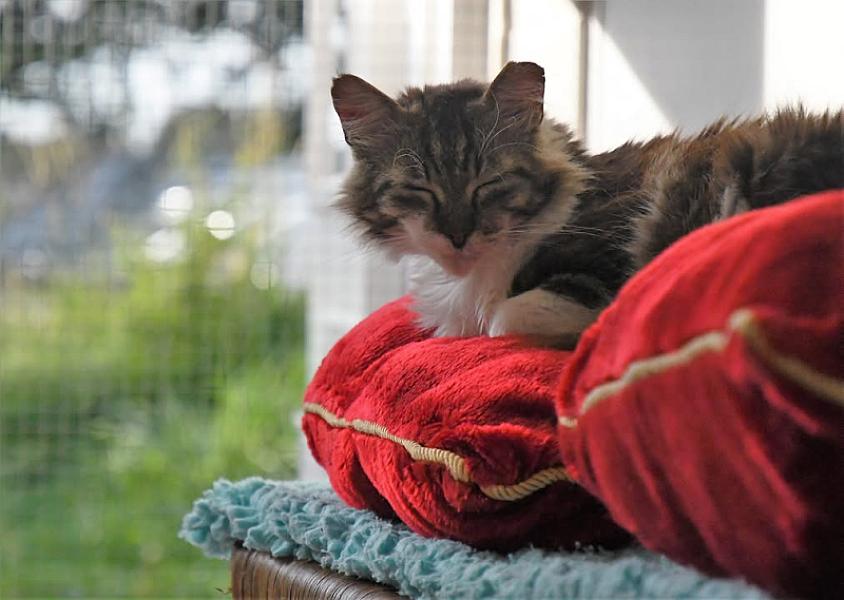Kattenpraat