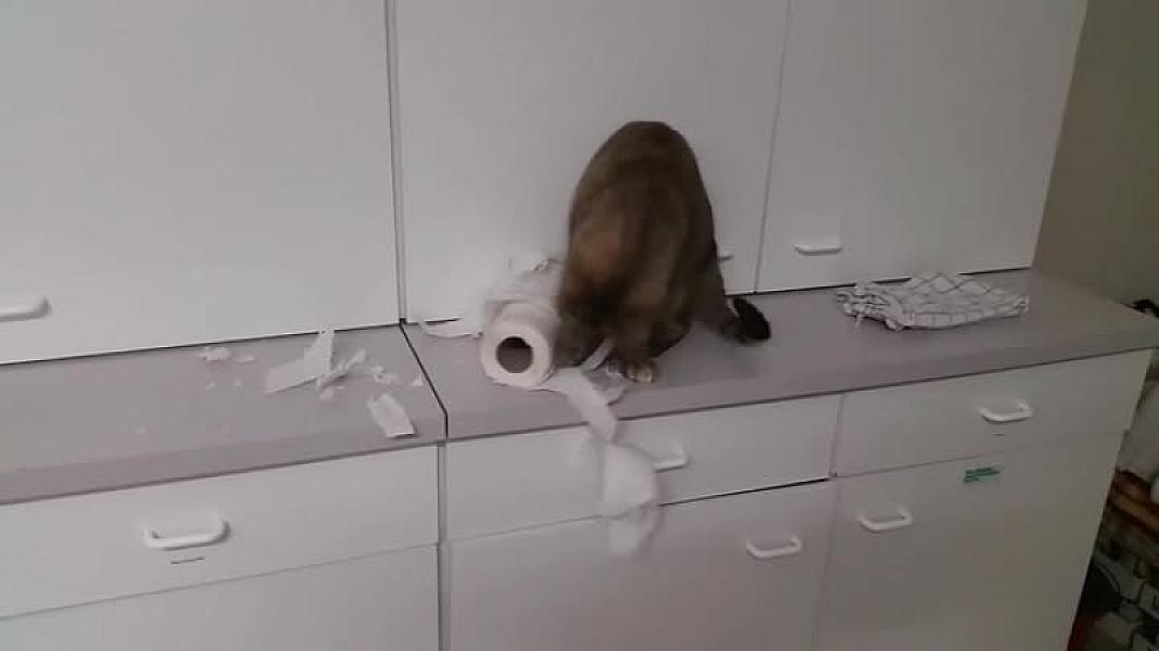 Kattenpraat