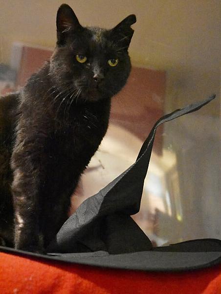 Kattenpraat