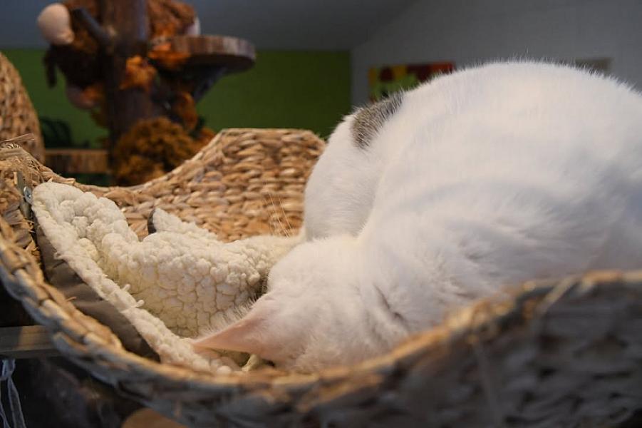 Kattenpraat
