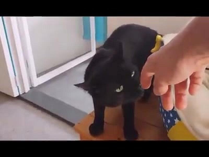 Kattenpraat