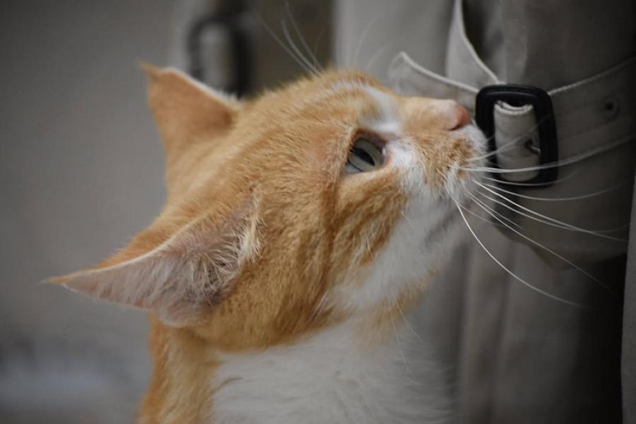 Kattenpraat