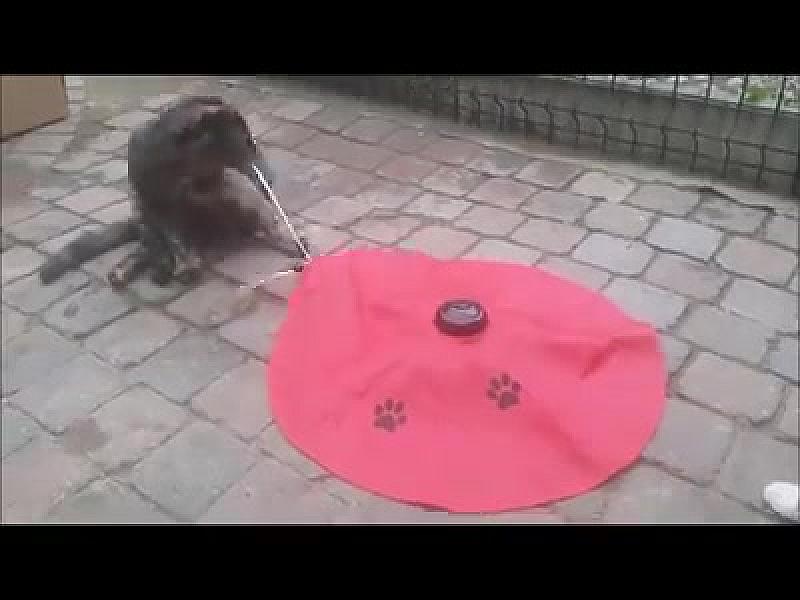 Kattenpraat