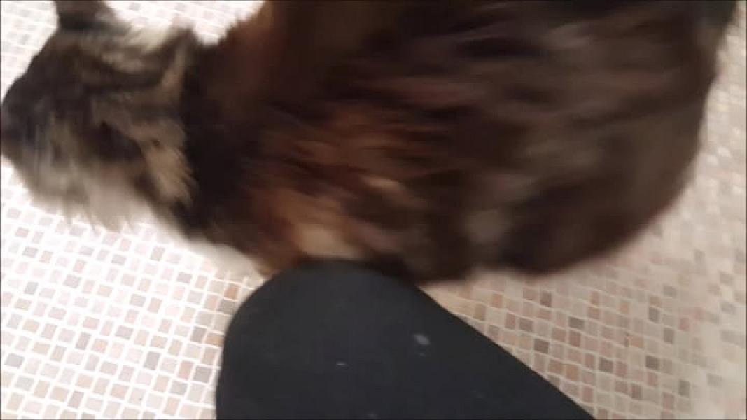 Kattenpraat