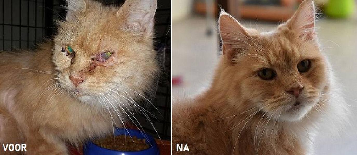 Kattenpraat