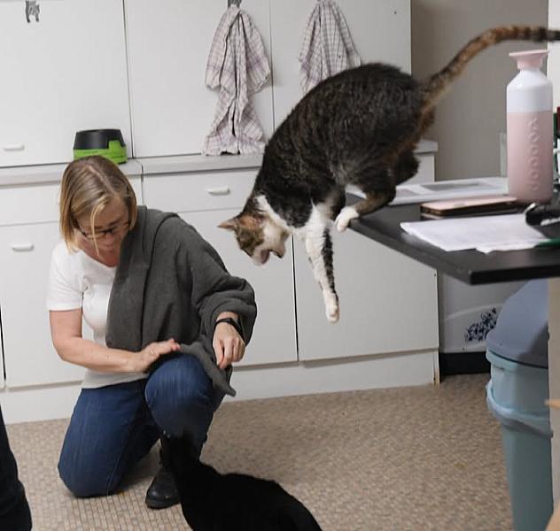 Kattenpraat