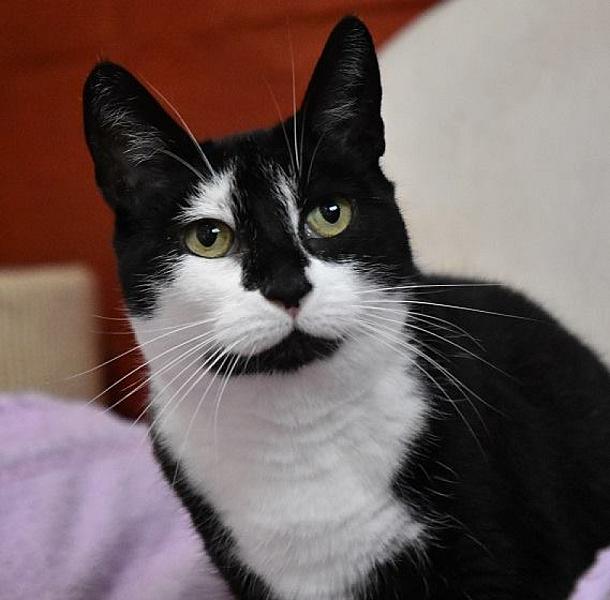 Kattenpraat