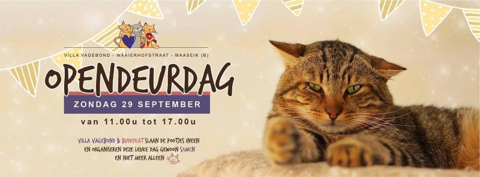 Kattenpraat