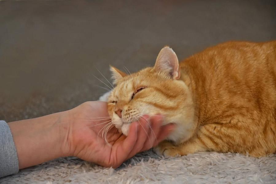 Kattenpraat