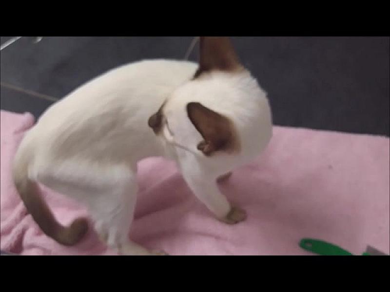 Kattenpraat
