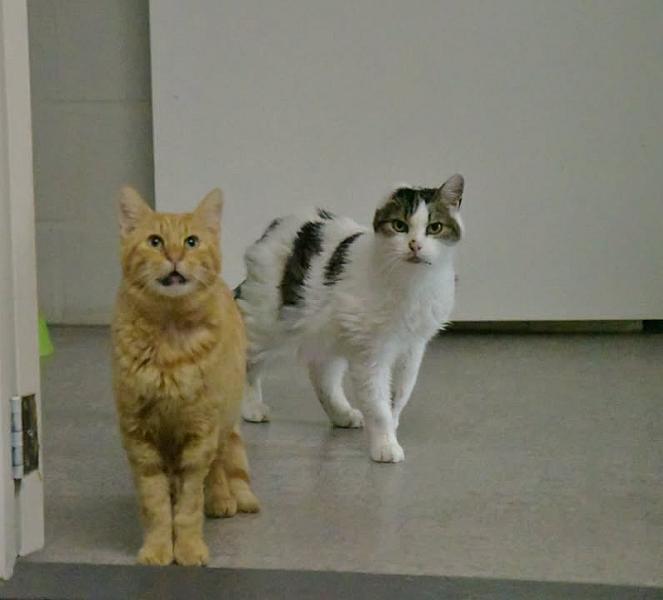 Kattenpraat