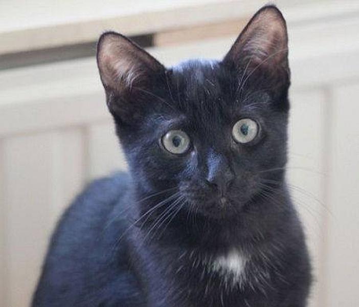 Kattenpraat