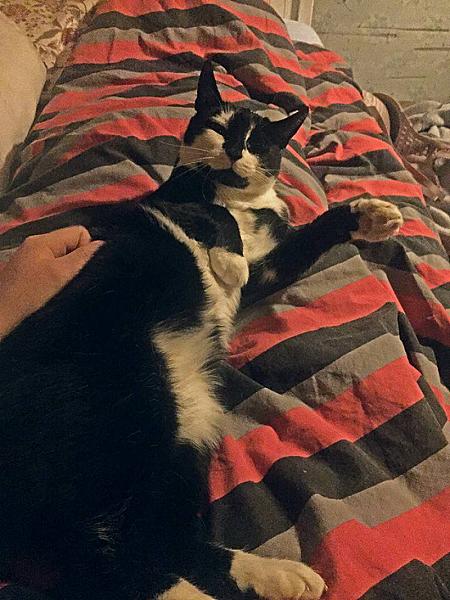 Kattenpraat