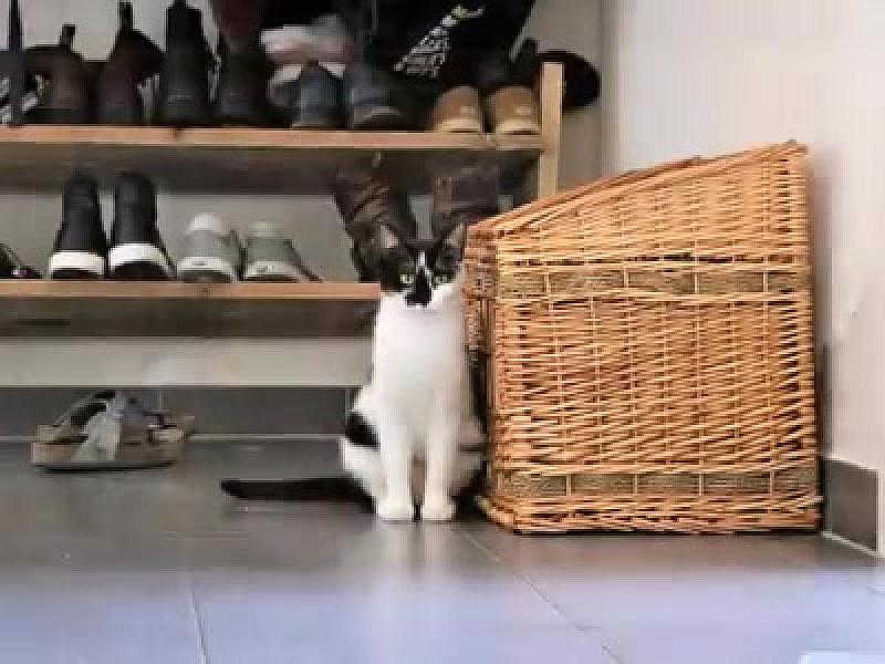 Kattenpraat