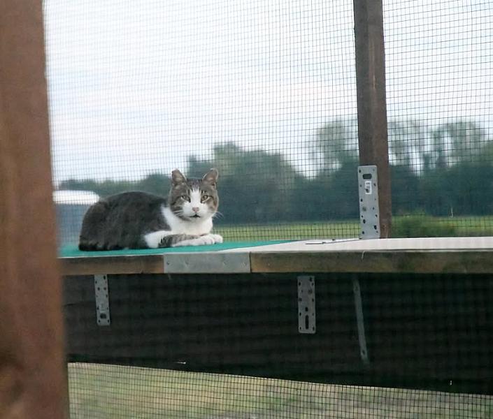 Kattenpraat