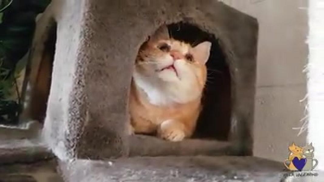 Kattenpraat