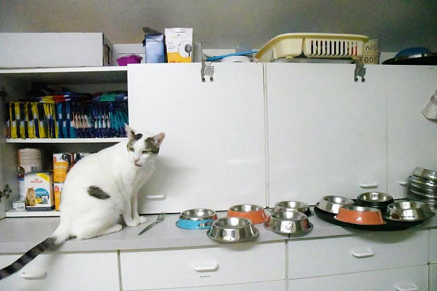Kattenpraat