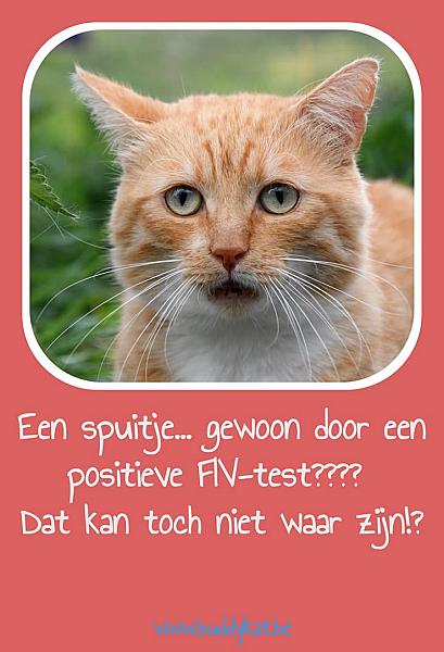 Kattenpraat