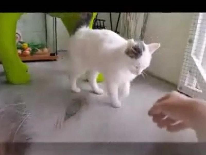 Kattenpraat