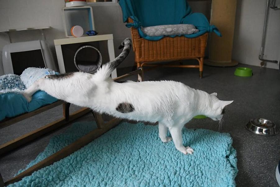 Kattenpraat