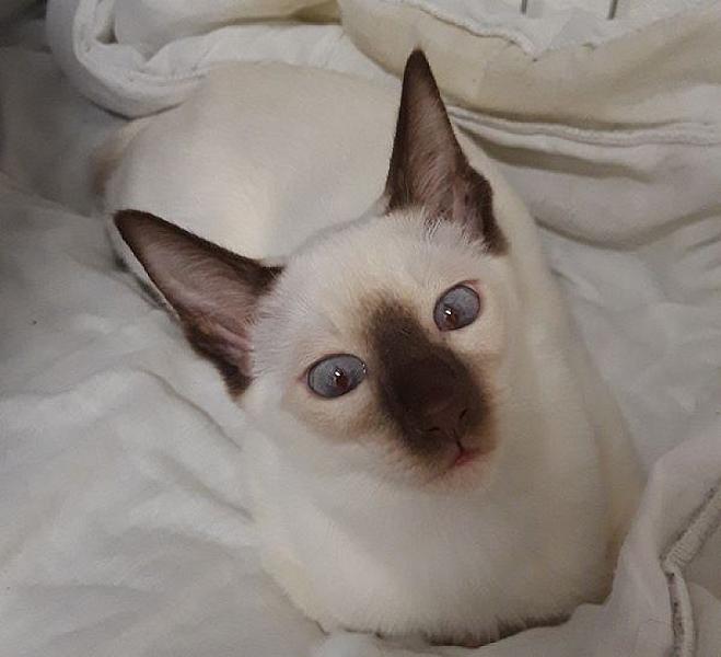 Kattenpraat