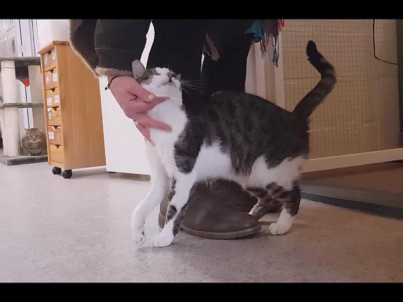 Kattenpraat