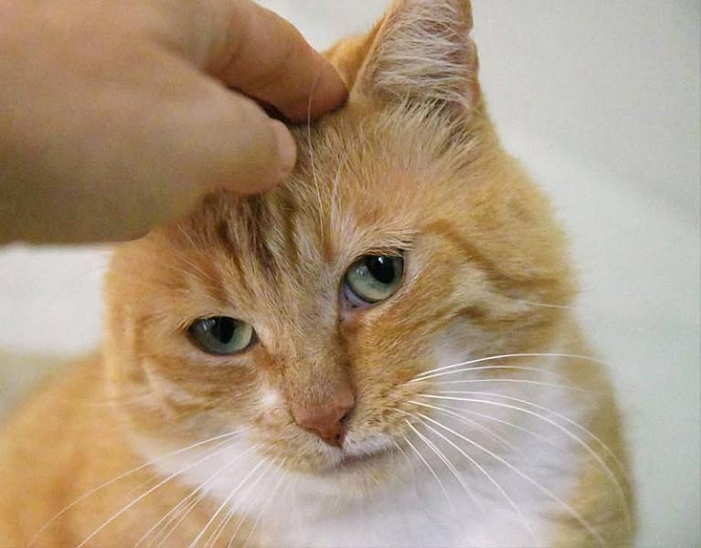 Kattenpraat