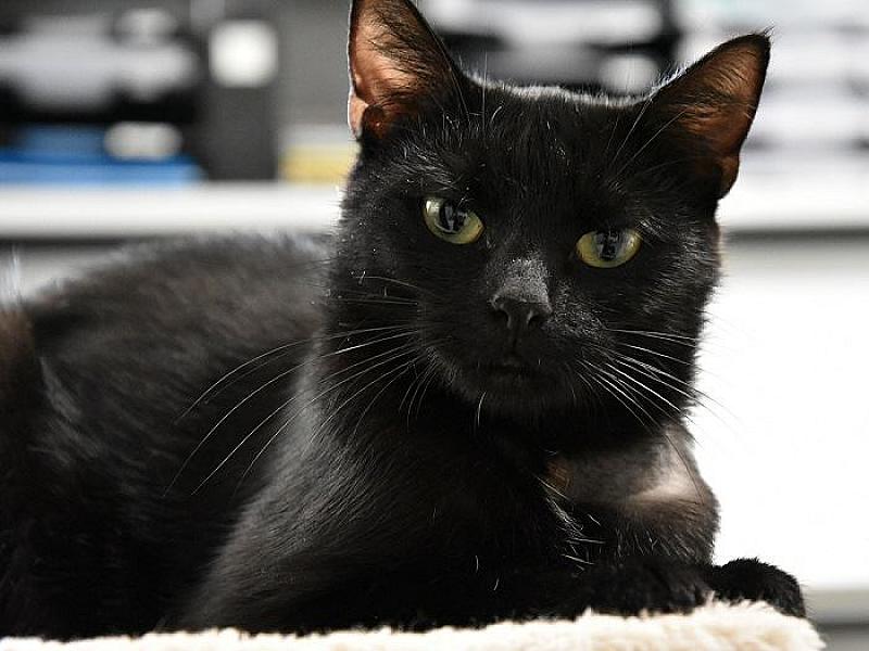 Kattenpraat