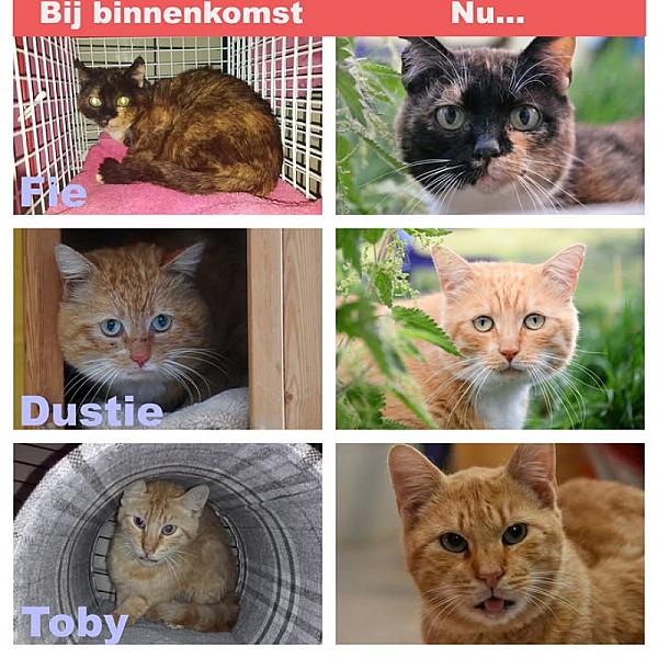 Kattenpraat
