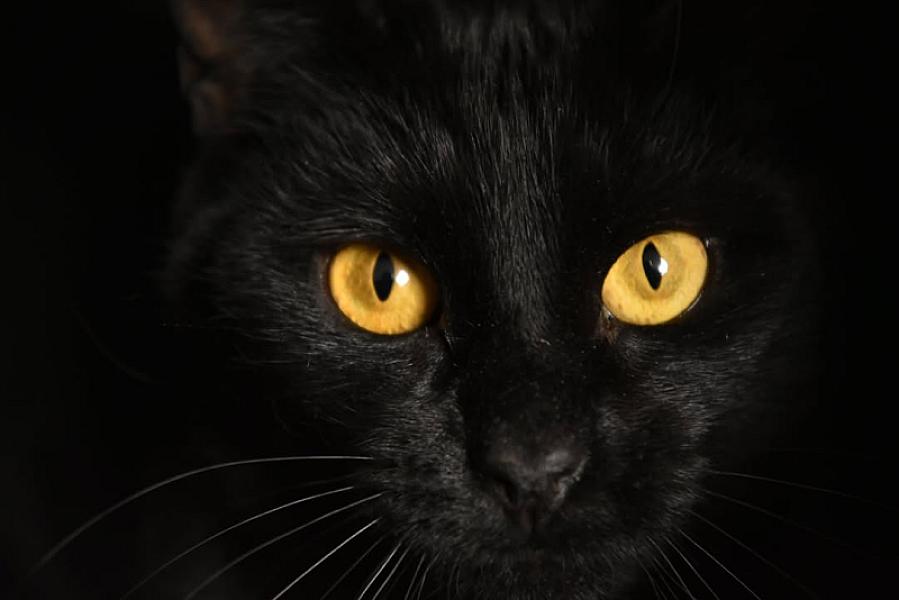 Kattenpraat