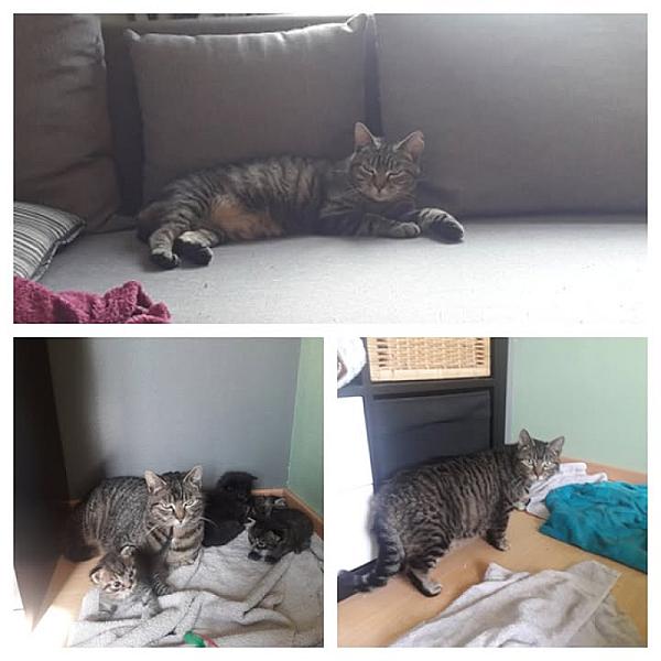 Kattenpraat