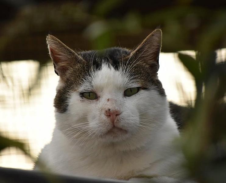 Kattenpraat